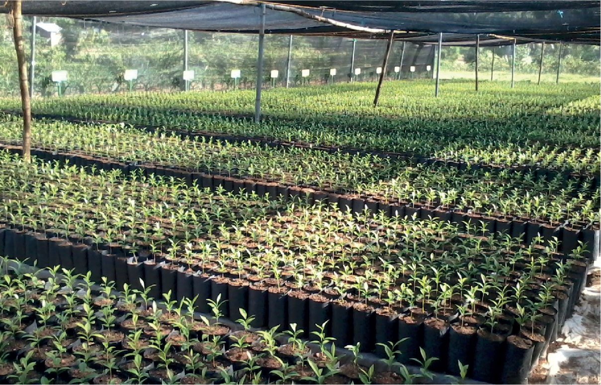 Seedling and Sapling Production